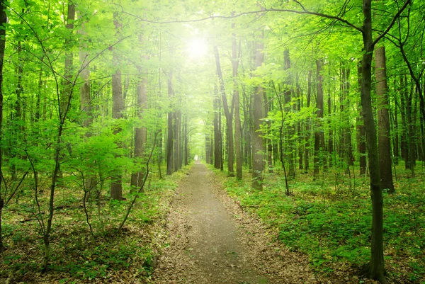 Sol en un bosque verde —  Fotos de Stock