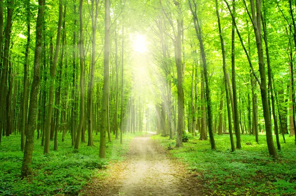Solen i en grön skog — Stockfoto