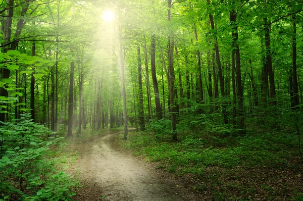 Sun in a green forest — Stock Photo, Image