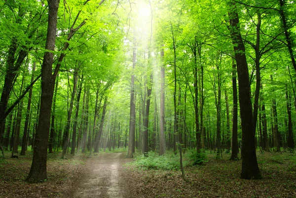 Soarele într-o pădure verde — Fotografie, imagine de stoc