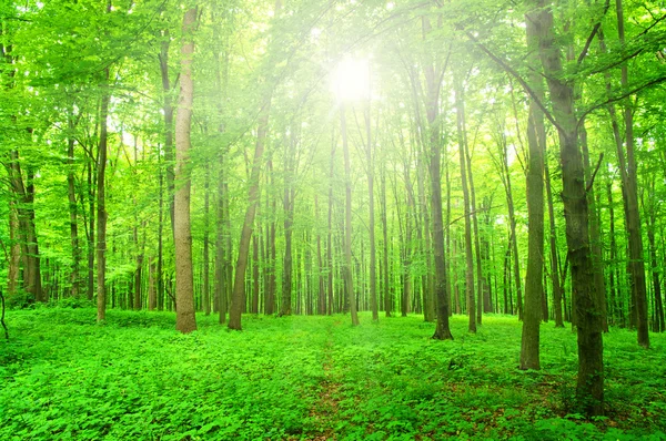 Sol em uma floresta verde — Fotografia de Stock