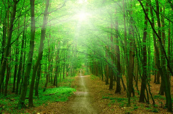 Soarele într-o pădure verde — Fotografie, imagine de stoc