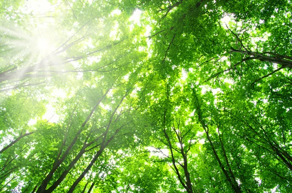 Zon in een groen bos — Stockfoto