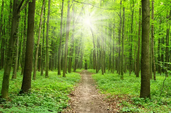 Sol en un bosque verde — Foto de Stock