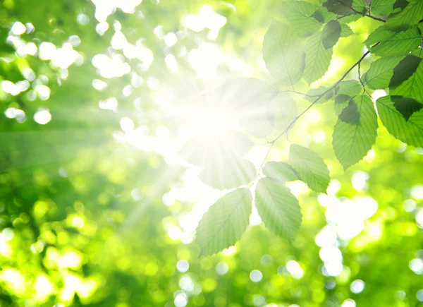 Beams and leaves — Stock Photo, Image