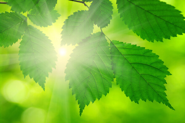  beams and leaves