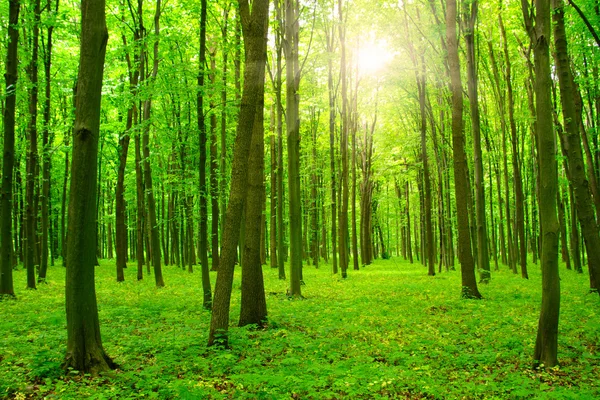 Yeşil orman güneşte — Stok fotoğraf