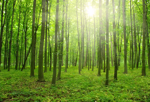 Solen i en grön skog — Stockfoto