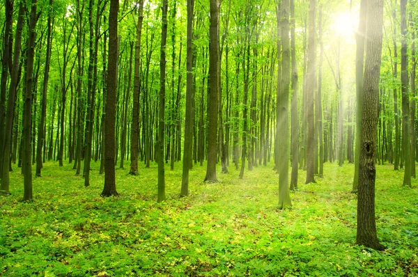 Sol en un bosque verde — Foto de Stock