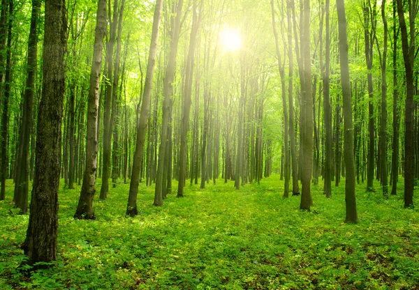 Sol en un bosque verde — Foto de Stock