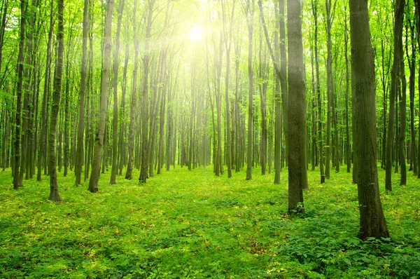 Sol em uma floresta verde — Fotografia de Stock