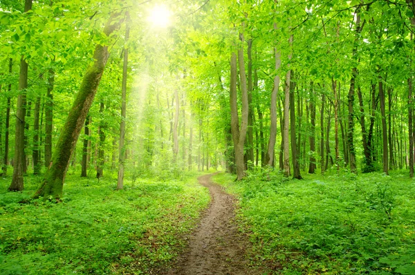 Sonne in einem grünen Wald — Stockfoto