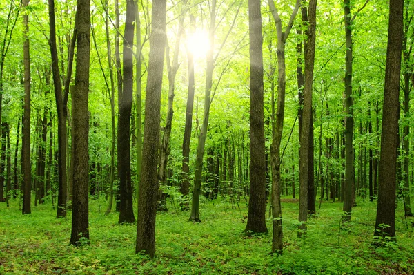 Słońce w zielonym lesie — Zdjęcie stockowe