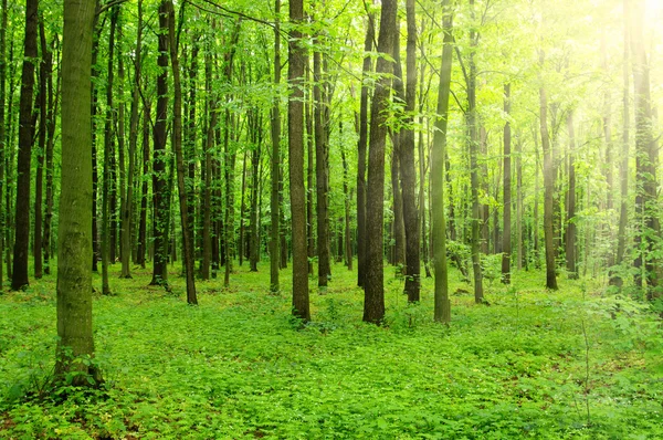 Солнце в зеленом лесу — стоковое фото