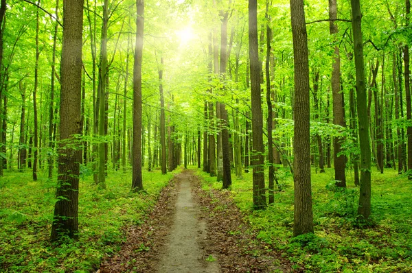 Słońce w zielonym lesie — Zdjęcie stockowe