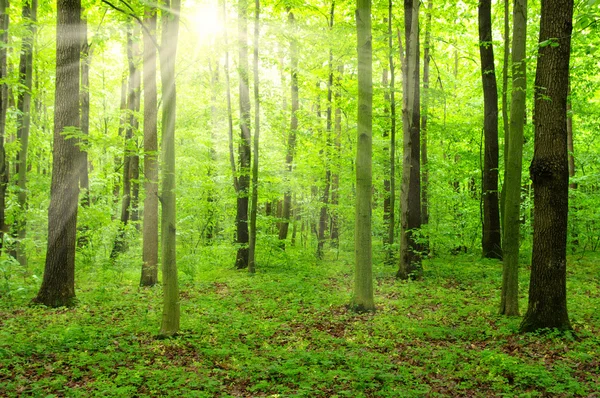 Solen i en grön skog — Stockfoto