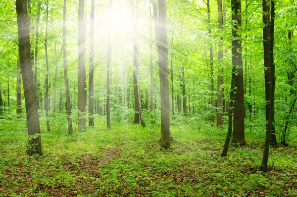 Zon in een groen bos — Stockfoto