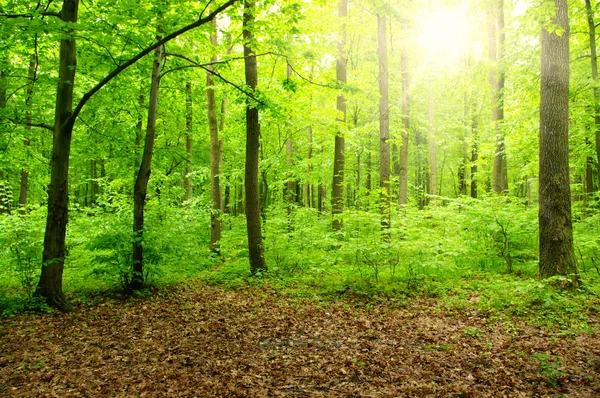 Soleil dans une forêt verte — Photo