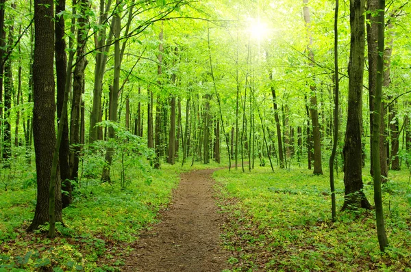 Solen i en grön skog — Stockfoto