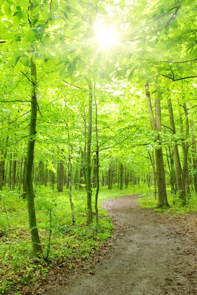 Sun in a green forest — Stock Photo, Image