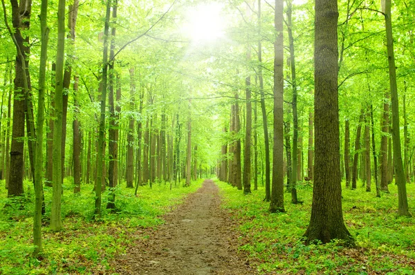 A nap a zöld erdő — Stock Fotó