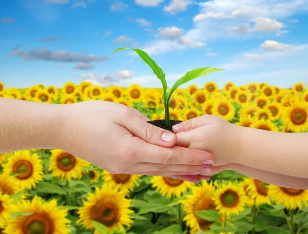 Hands and plant — Stock Photo, Image