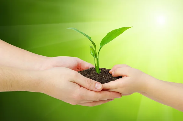 Mãos e plantas — Fotografia de Stock