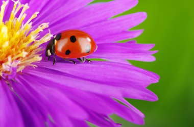 uğur böceği ve çiçek