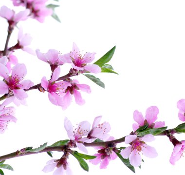 bahar çiçeği arkaplanı