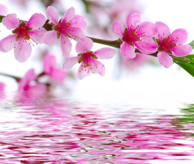 bahar çiçeği arkaplanı