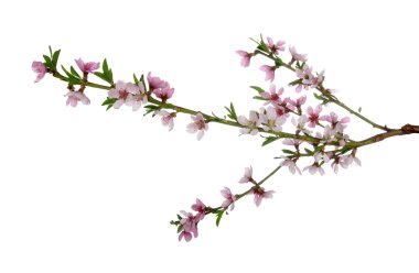 bahar çiçeği arkaplanı