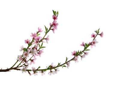 bahar çiçeği arkaplanı