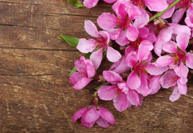 bahar çiçeği arkaplanı