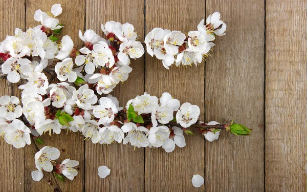 Spring  flower  background — Stock Photo, Image