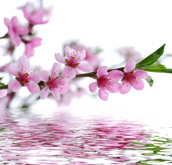 Spring  flower  background — Stock Photo, Image