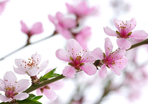 Primavera flor fondo — Foto de Stock