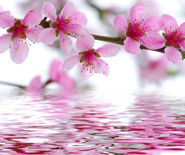 Frühling Blume Hintergrund — Stockfoto