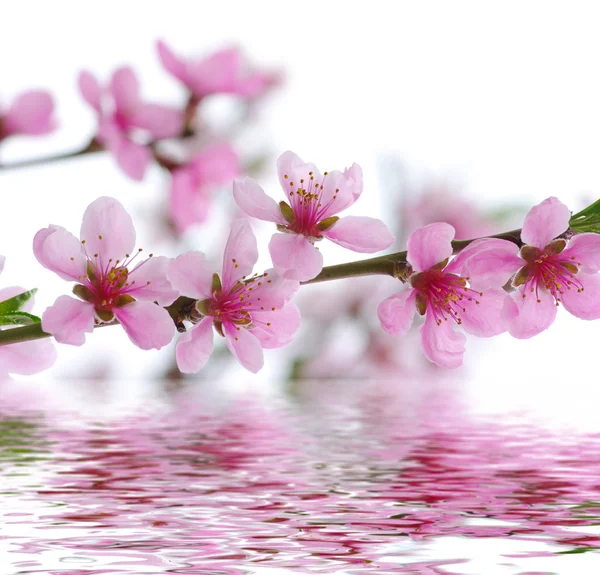 Spring  flower  background — Stock Photo, Image