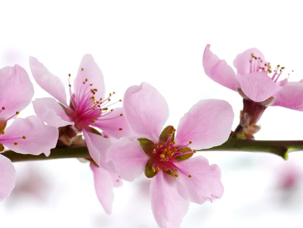 Spring  flower  background — Stock Photo, Image