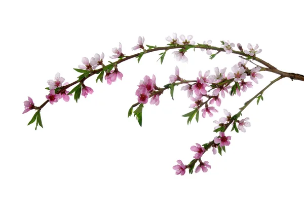 Spring  flower  background — Stock Photo, Image