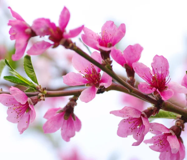 Bloem geïsoleerd op wit — Stockfoto