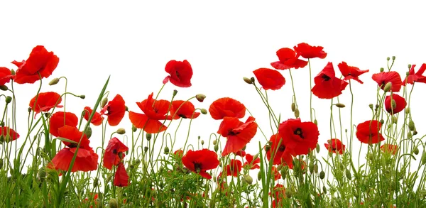 Flower isolated on white Stock Photo