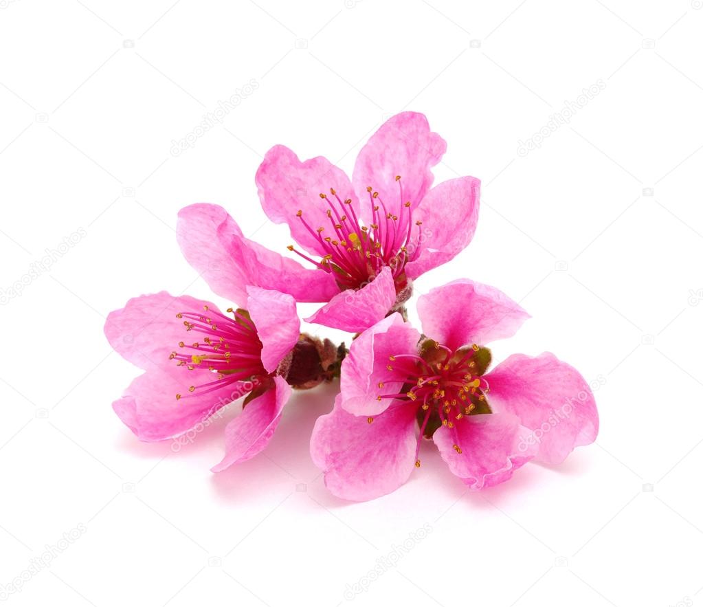 flower isolated on white