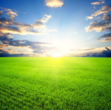 arka planı yeşil çimen