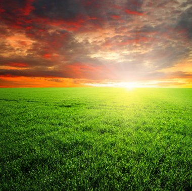 yeşil alan ve günbatımı