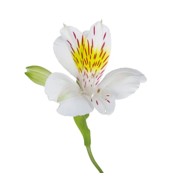 Flor isolada em branco — Fotografia de Stock
