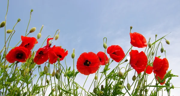 Red poppy on white — Stock Photo, Image