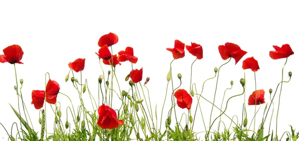 Red poppy on white — Stock Photo, Image