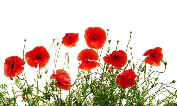 Red poppy on white — Stock Photo, Image