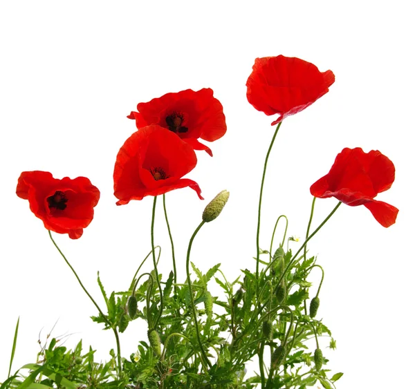 Rode papaver op wit — Stockfoto